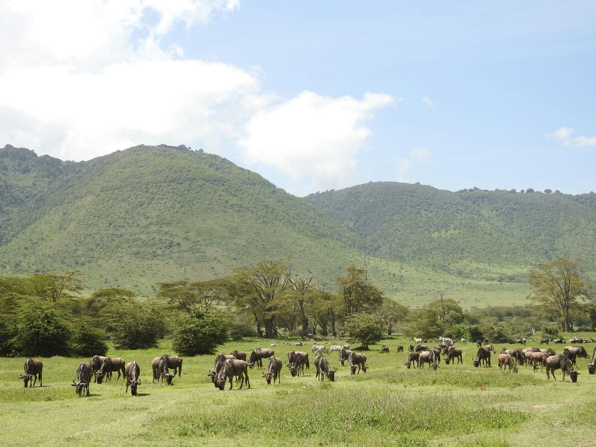 Mikumi National Park