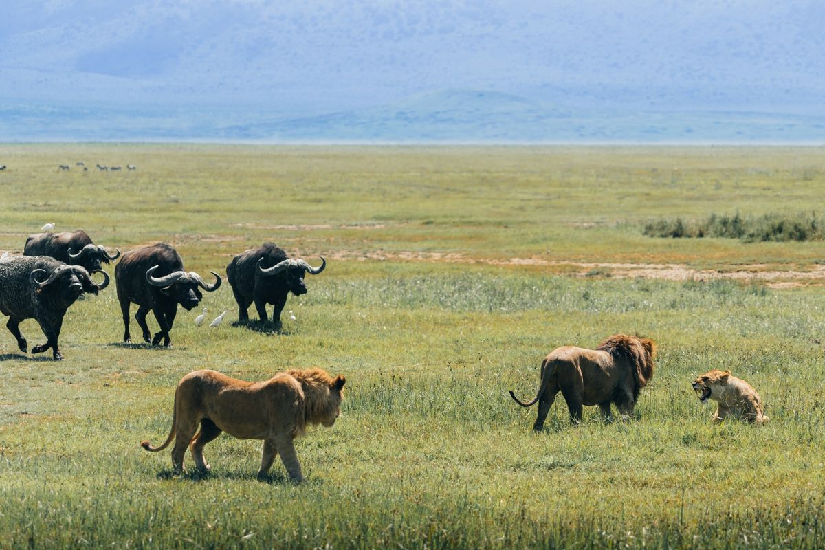 Ngorongoro Crater