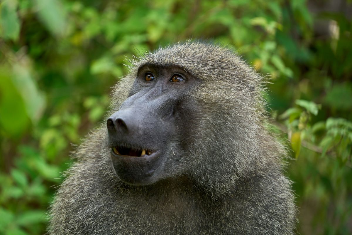 Baboon Encounters