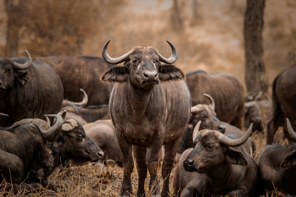 Buffalo Herds