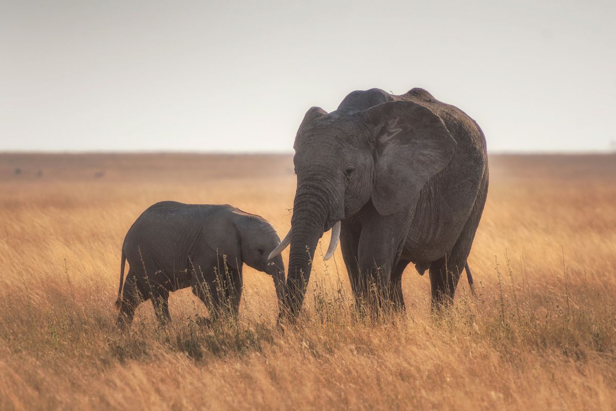 Elephant Encounters