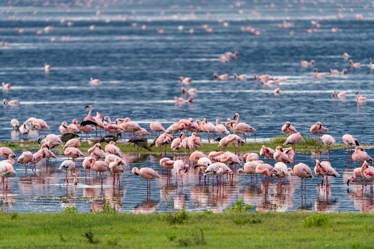 Flamingo Watching