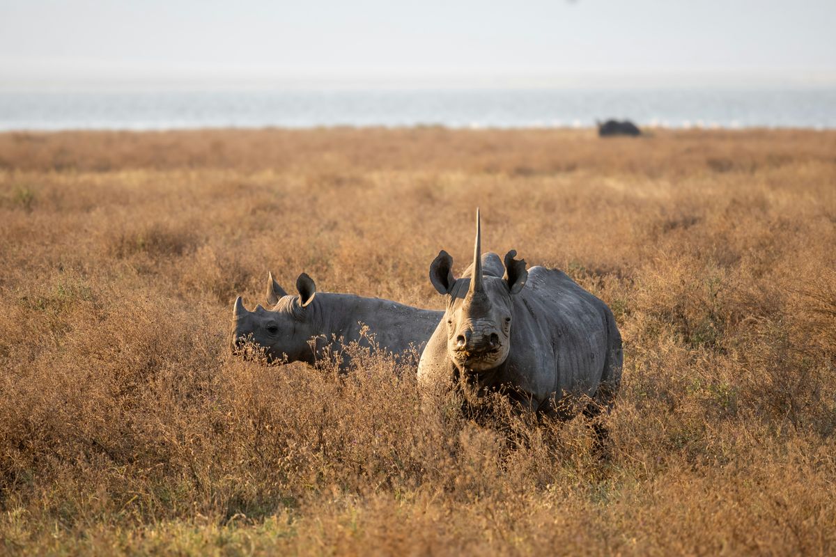 White Rhino Tracking