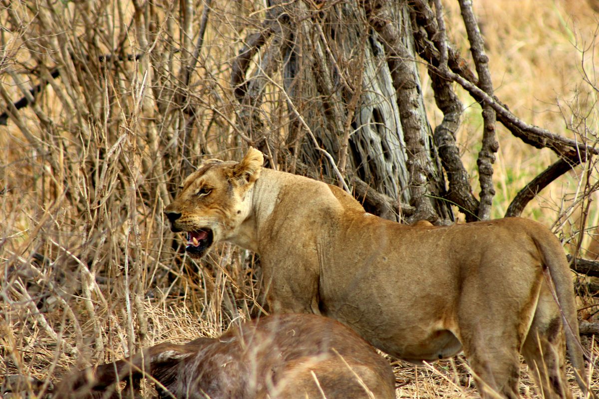 Lion Safari, Mikumi