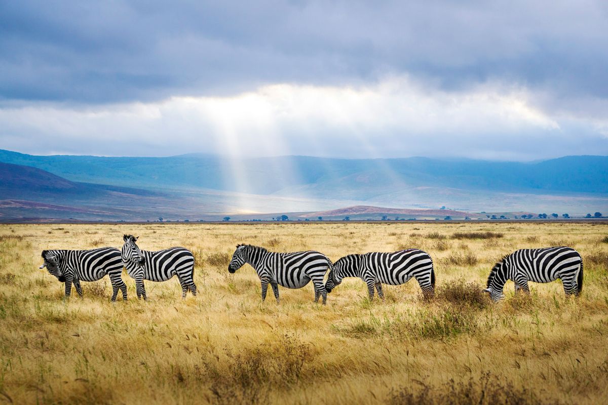 Zebra Migration